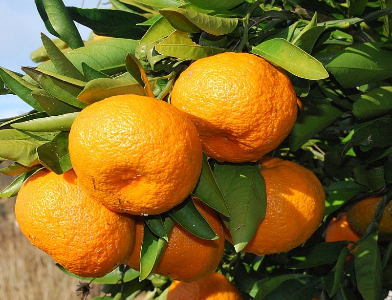 Berba mandarina